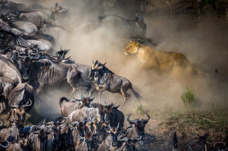 Beauty_of_Wildebeest