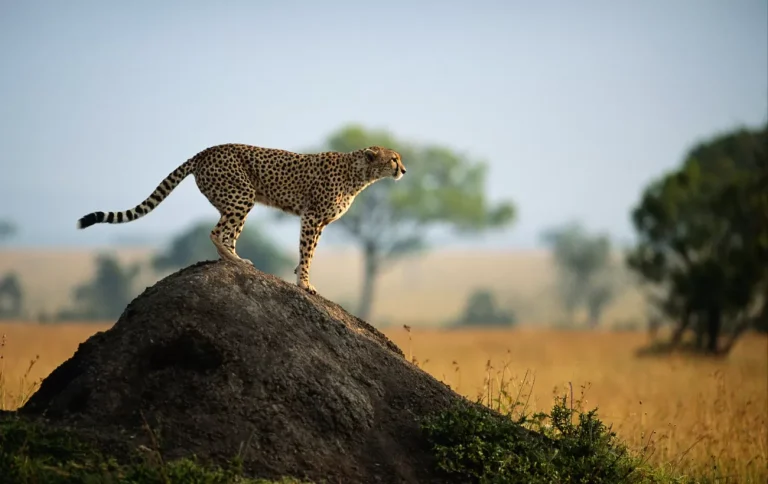 cheetah