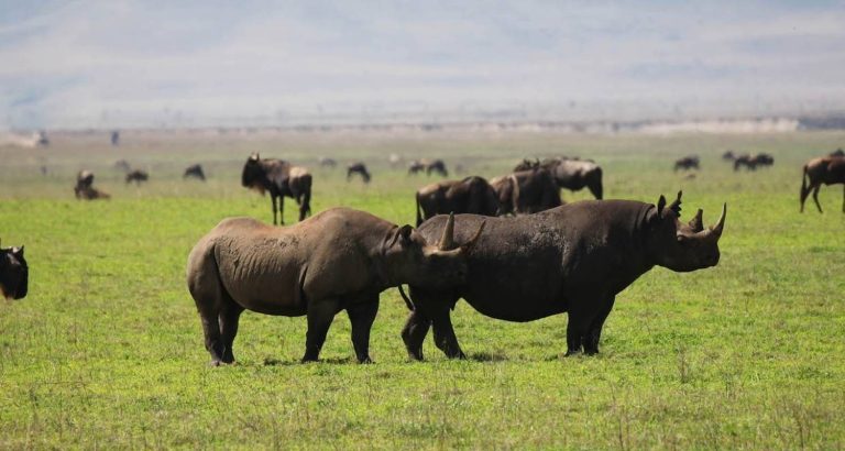 rhino-ngorongoro