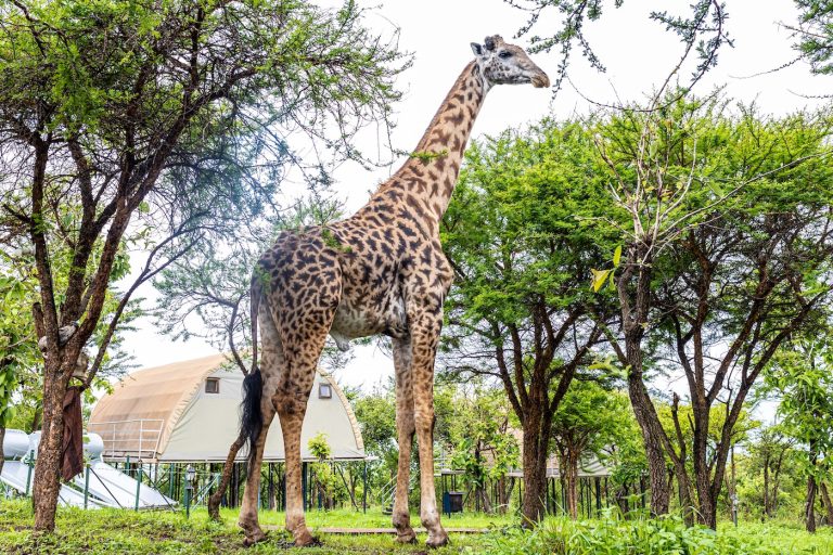 Ngorongoro-Safari-Lodge2