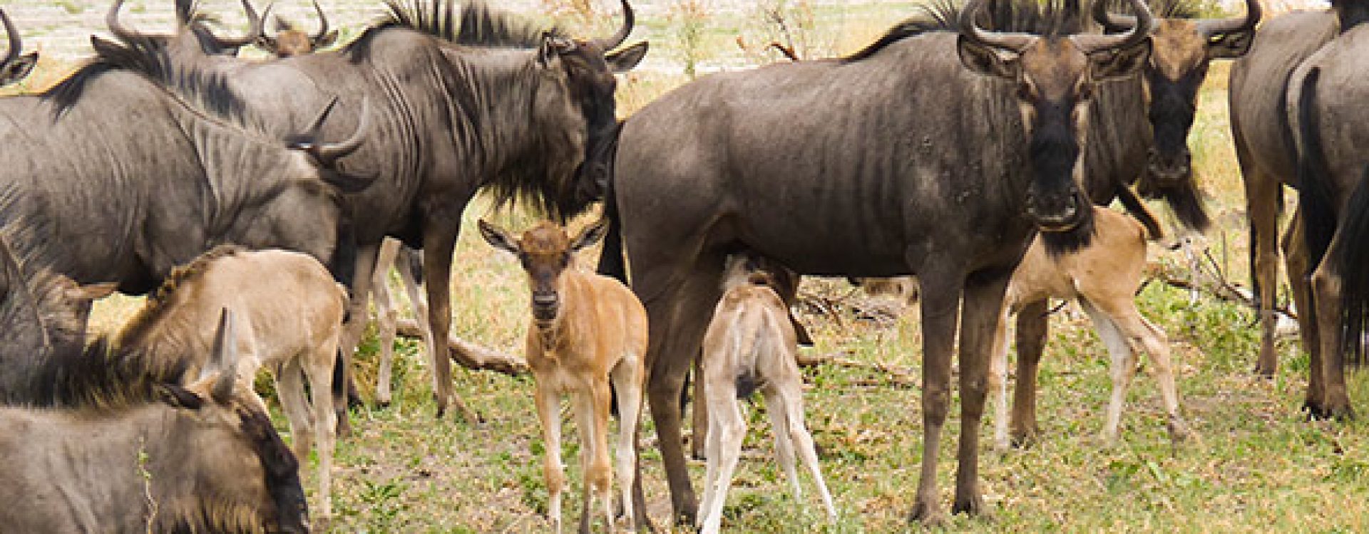 calving season Safaris