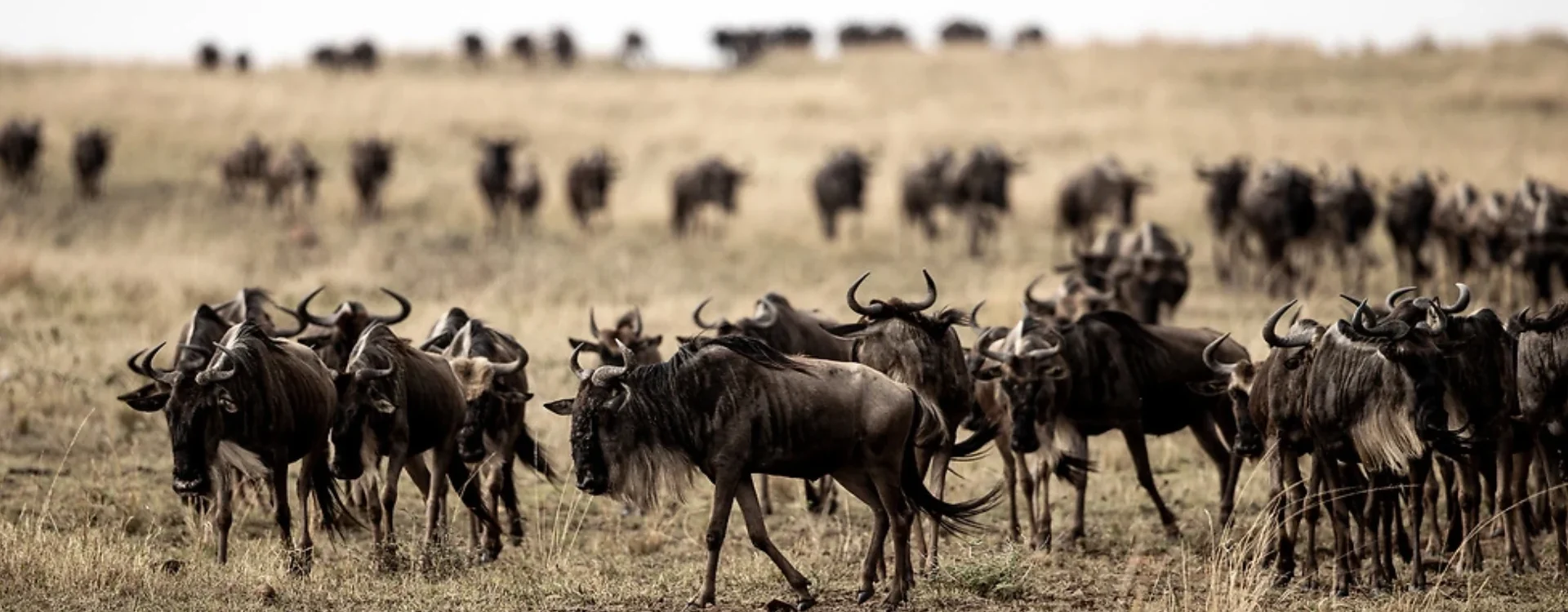 wildebeest-Migration-safaris